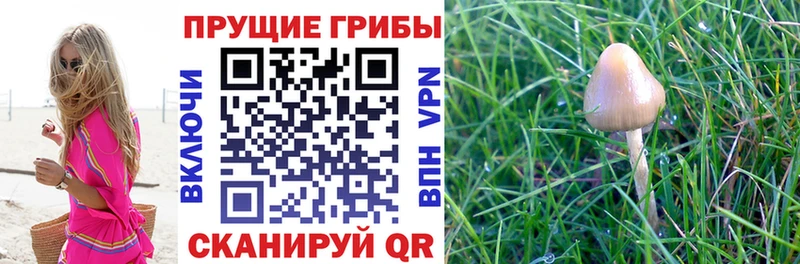 Купить Кореновск Псилоцибиновые грибы прущие грибы